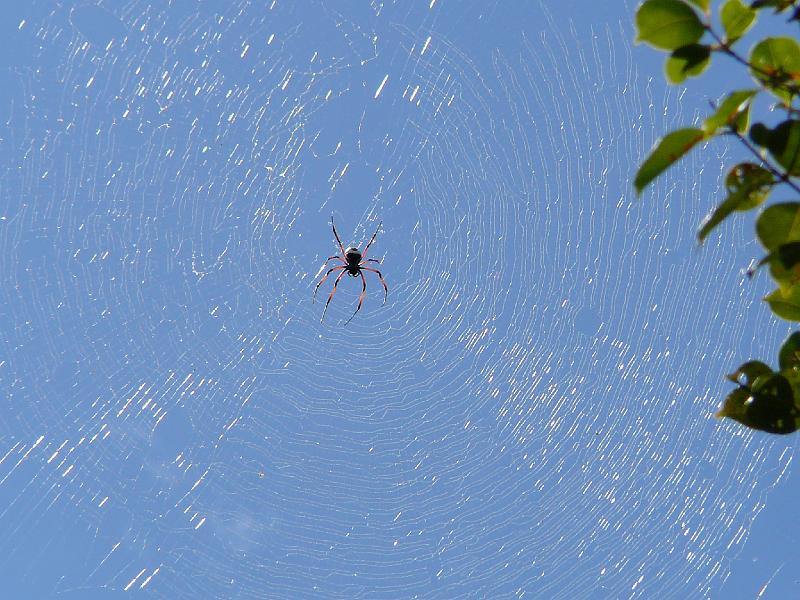 311 Golden Weaver Spider